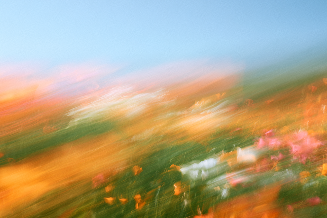 Blurred motion streaks of wildflowers in orange, green and blue