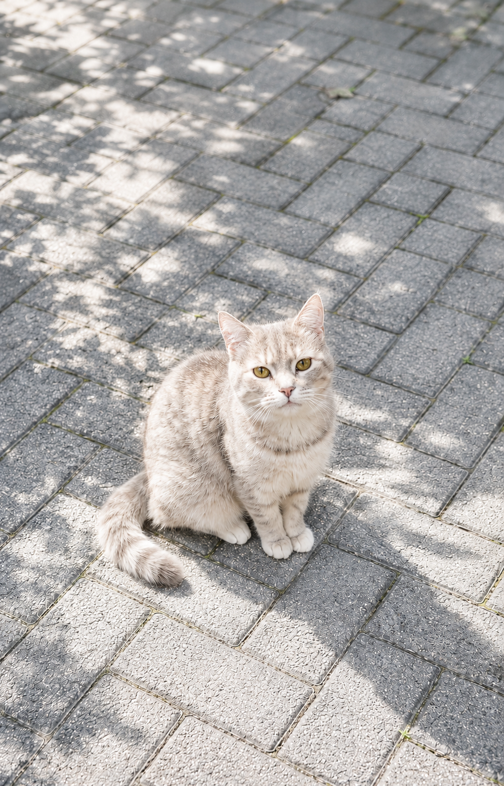 Cat in San Francisco