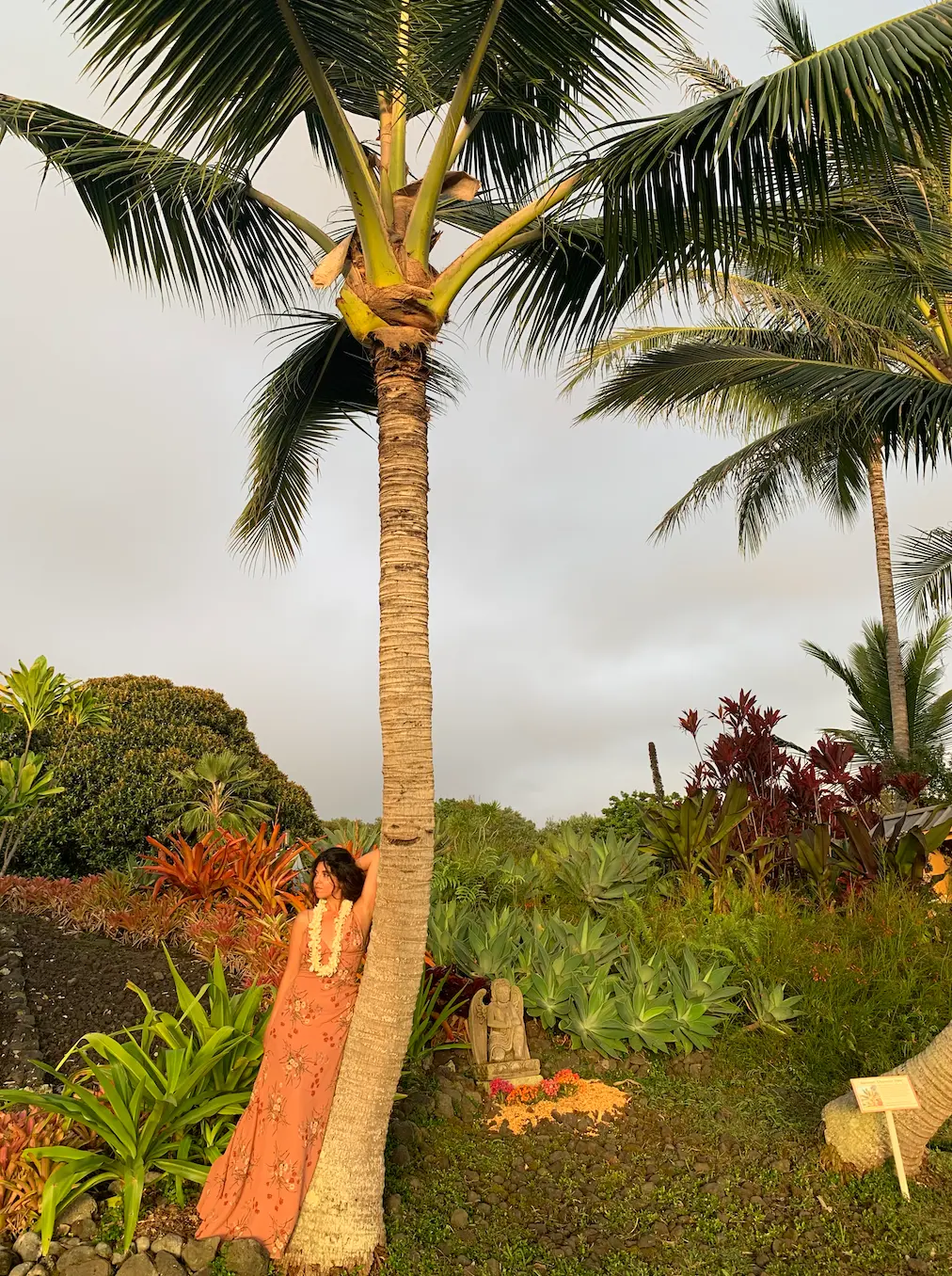 Palm tree in Hawaii